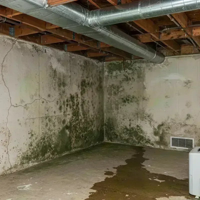 Professional Mold Removal in Willow Springs, IL